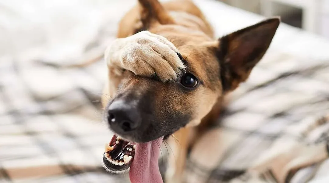 How to Get Pet Urine Stains Out of Carpet